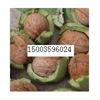 供應青皮核桃 白皮松籽