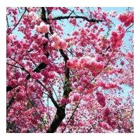 河北美人梅 美人梅價格