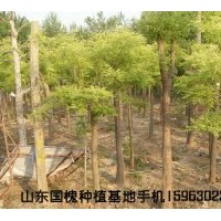 國(guó)槐基地直供國(guó)槐