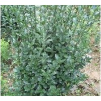 供應(yīng)冬青（大葉黃楊）