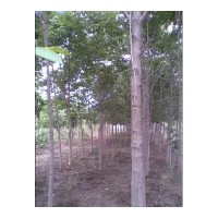 供應(yīng)七葉樹