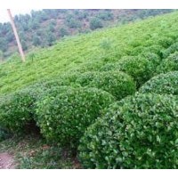 大葉黃楊供應(yīng) 天賜大葉黃楊供應(yīng)價(jià)格