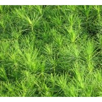 長期供應(yīng)黑松 油松 側(cè)柏 苗木品種齊全