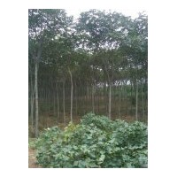 供應(yīng)千頭椿 毛白楊 速生楊 臭椿 速生柳 垂柳 黃柳 合歡 榆樹等