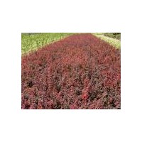 供應(yīng)紅葉小檗 紅葉小檗基地直銷