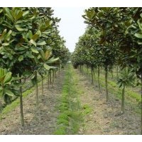 南京廣玉蘭 香樟價(jià)格