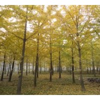 低價(jià)1-80CM供應(yīng)銀杏樹