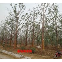 供應(yīng)銀杏大樹