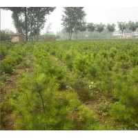 供應(yīng)兩年生油松 雪松。刺柏。塔柏。側(cè)柏