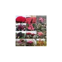 福建紅豆杉、杜鵑花、赤丹茶花、竹柏、羅漢松、四季金邊桂花