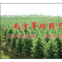 供應(yīng)雪松，蜀檜（檜柏），廣玉蘭，白玉蘭，紅玉蘭，紅葉石楠