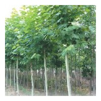供毛白楊１０７楊法桐白蠟國槐柳樹，椿樹，合歡