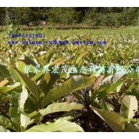 供應(yīng)厚樸苗木