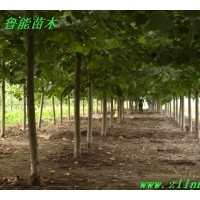 法桐:供應(yīng)1-20公分速生法桐