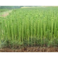 供應(yīng)刺槐苗，黃連木苗，山桃苗，山杏苗