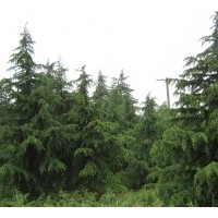 河南雪松，竹子，法桐，紅玉蘭、白玉蘭、桂花、香樟、垂柳、銀杏