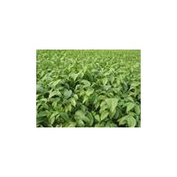 供應(yīng)當年刺槐苗