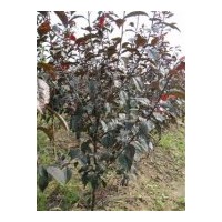 供紫葉海棠（王族海棠） 30-60公分定干，樹形好