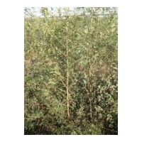 基地大量出售二年生白榆