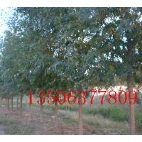 白蠟銷售 白蠟價格