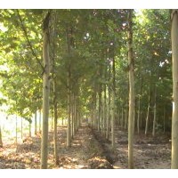 法桐2011最新--專業(yè)種植法桐、綠化法桐，速生法國梧桐，國槐、黃