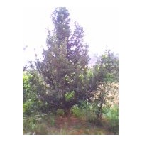 羅漢松供應(yīng)