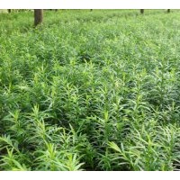 紅豆杉苗供應