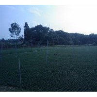 供應(yīng)玉龍草