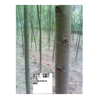 供國槐，千頭椿，臭椿，法桐，合歡，白蠟，速生柳，毛白楊
