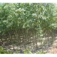 本公司苗木基地，各種規(guī)格，約500萬株