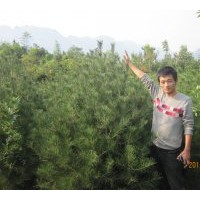 白皮松苗木基地 油松、國(guó)槐、合歡、金絲柳、饅頭柳、垂柳、櫻花