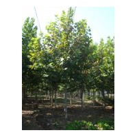 造型法桐供應(yīng)