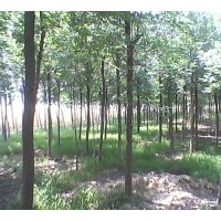 供應(yīng)山東鄆城國(guó)槐 法桐 白蠟 合歡