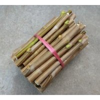 山東法桐扦插條