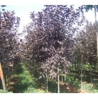 供應(yīng)加拿大紅櫻，加拿大紫荊，紅葉紫荊，北美楓香