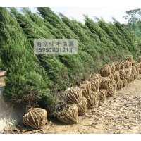 大量供應(yīng)蜀檜