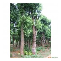 供應3—40公分香樟