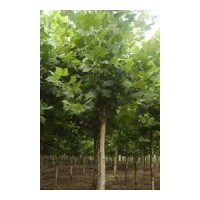 供應(yīng)1-20公分法桐 國槐 白蠟