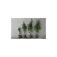 山西白皮松 油松 樟子松