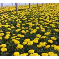 山東四季草花 青州草花基地