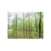 刺槐專供 規(guī)格大全 刺槐圖片價格廠家