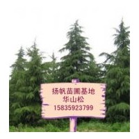 供應(yīng)華山松，一、二年華山松小苗，營養(yǎng)缽華山松，1-6米華山松