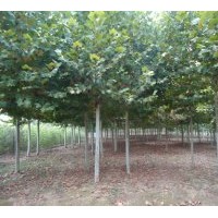 法桐、造型法桐、速生法桐