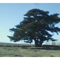 供應各種規(guī)格的油松