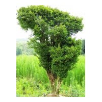 學(xué)棟苗圃--供應(yīng)紫荊，櫻花，黃楊，香花槐，青垂柳等