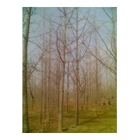 達(dá)豐銀杏最新銀杏樹價格