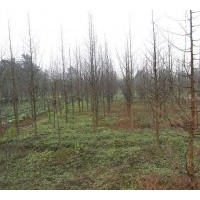 供應(yīng)水杉苗