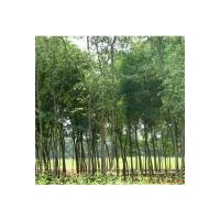 供應(yīng)速生柳,榆樹, 火炬