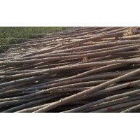 供應(yīng)米徑1-10公分速生楊/中華紅葉楊/速生楊107、108