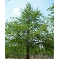 專業(yè)供應(yīng)銀杏樹-銀杏樹-銀杏-綠化